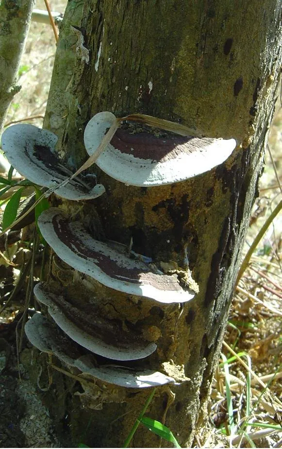 mushroom-40_2889712867_o