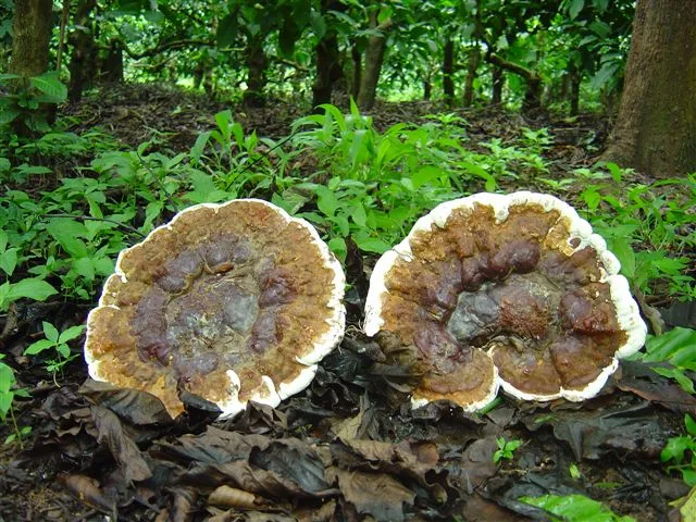 mushroom-41_2890545264_o