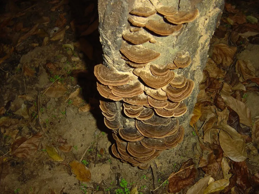 mushroom-42_2890545790_o