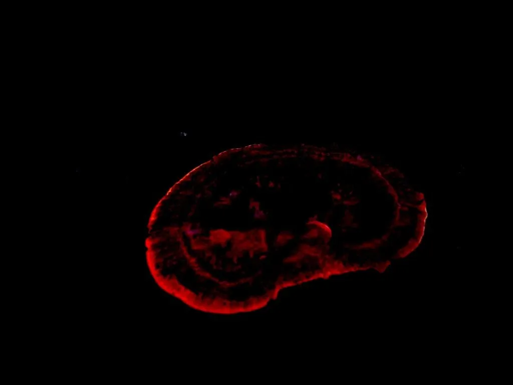 mushroom-43_2889711091_o