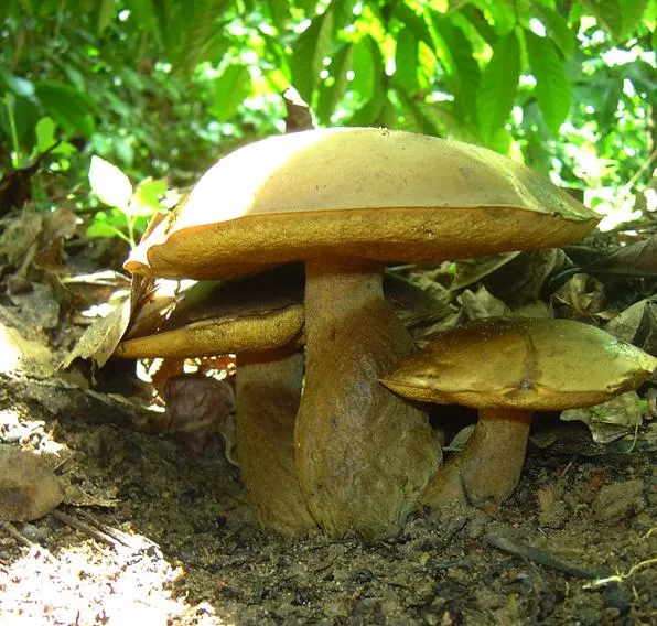 mushroom-44_2890548142_o