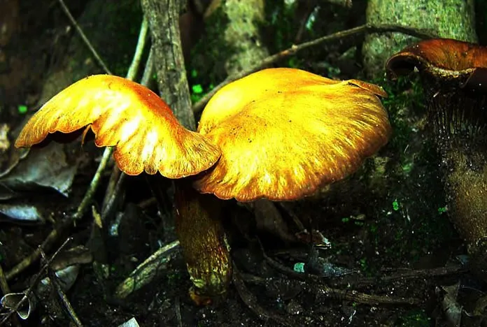 mushroom-45_2889713051_o