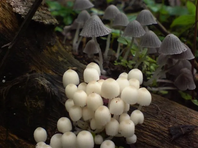 mushroom-46_2889711543_o