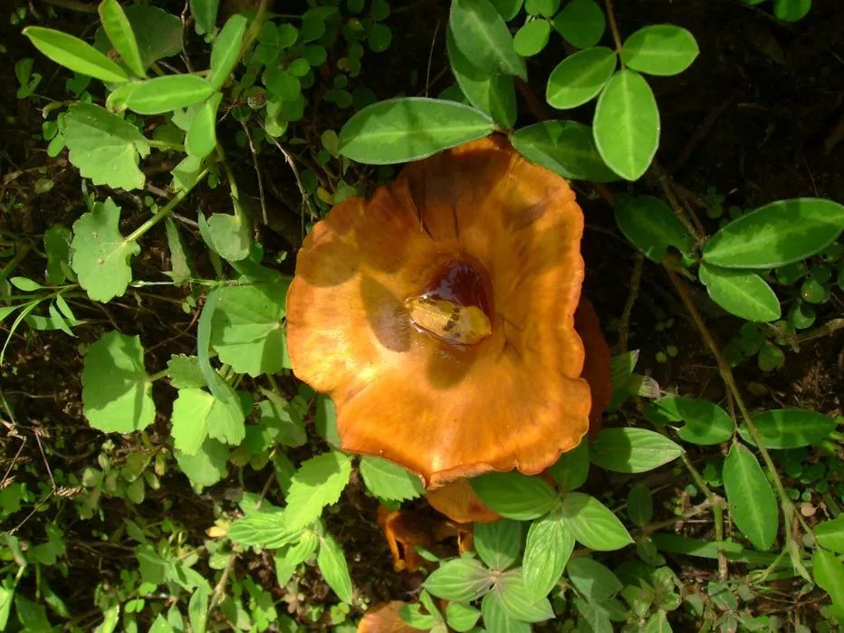 mushroom-47_2889710801_o