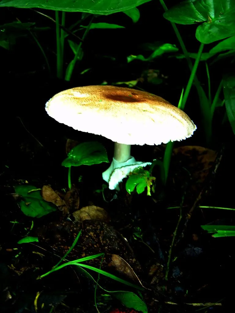 mushroom-48_2890545158_o