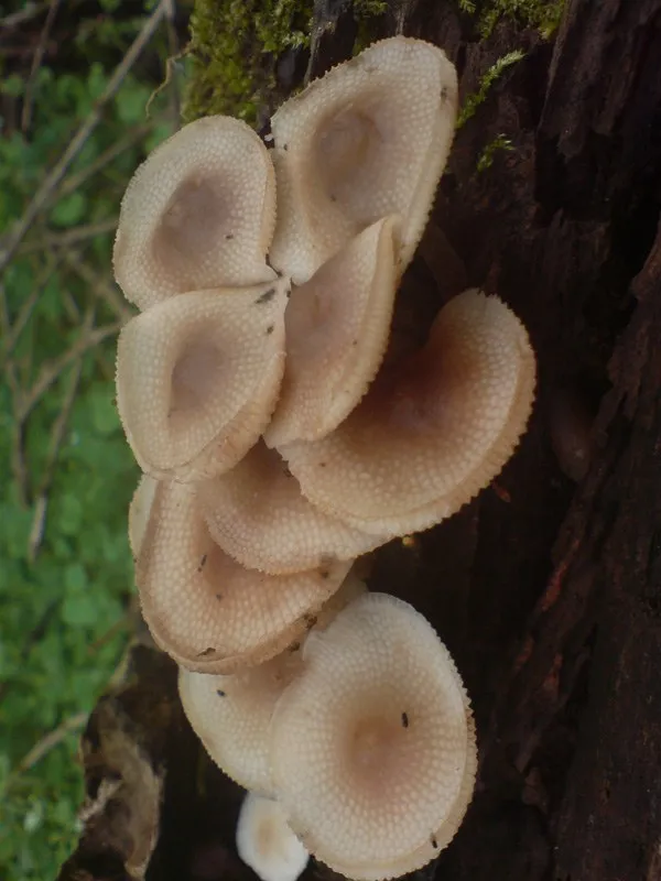 mushroom-49_2889712219_o