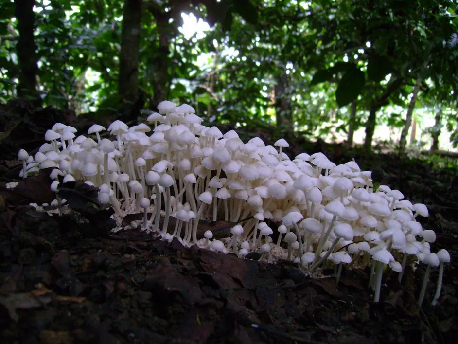 mushroom-50_2889711195_o