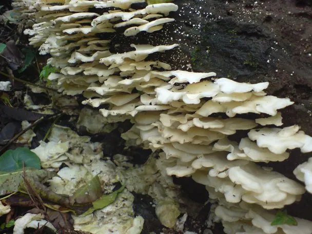 mushroom-51_2890547034_o