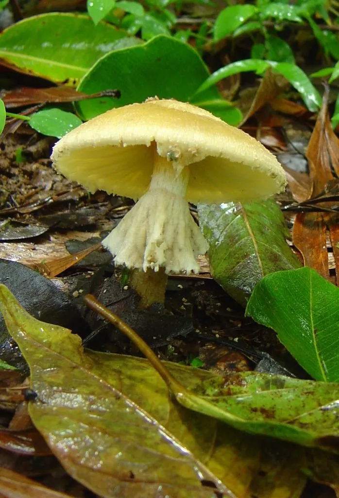 mushroom-52_2890548250_o