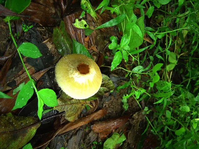 mushroom-53_2889709375_o