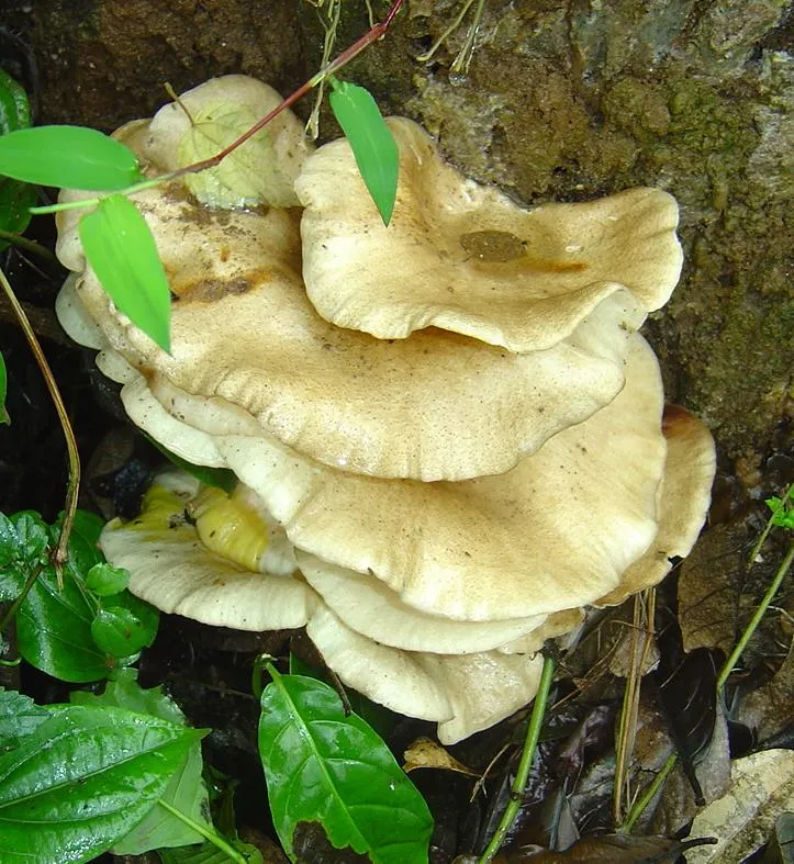 mushroom-54_2889713013_o