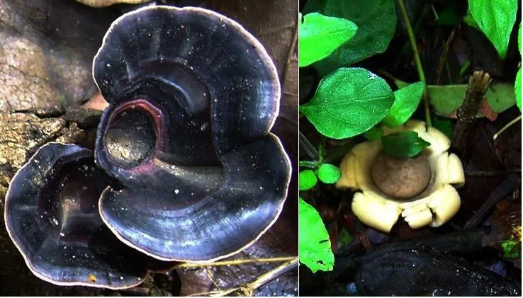 mushroom-55_2889713109_o