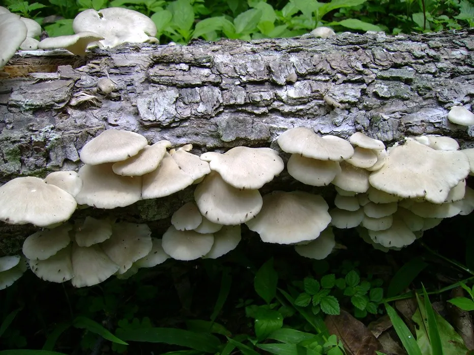 mushroom-56_2889711497_o