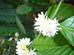 partial_flower_opening300