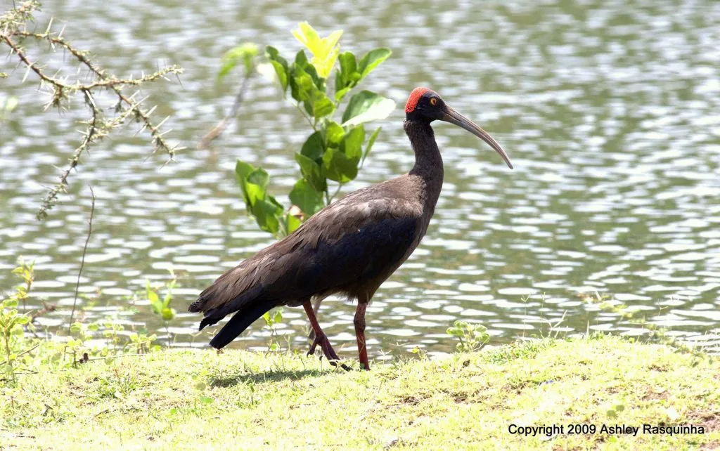 Black Ibis