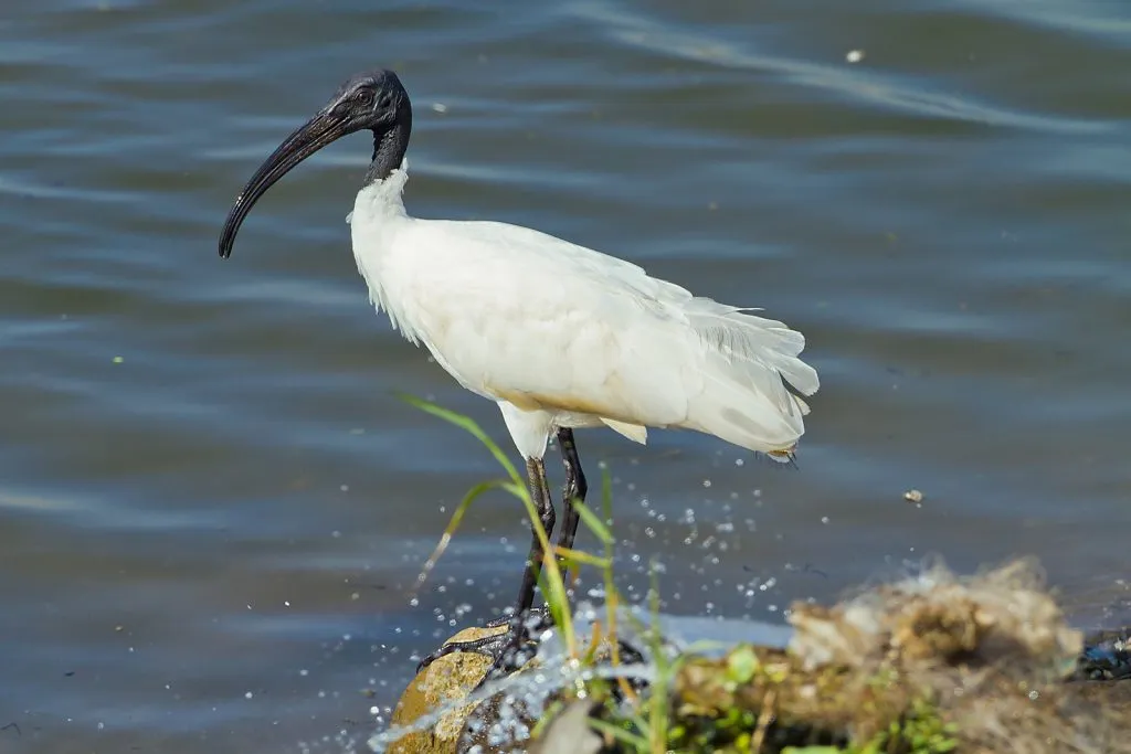 Black Headed Ibis