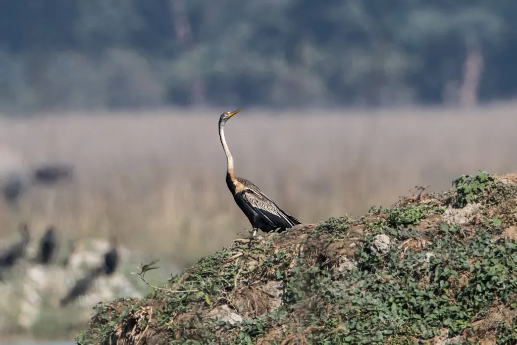 2015 Aug. Shade &#x26; future of birds- (30)