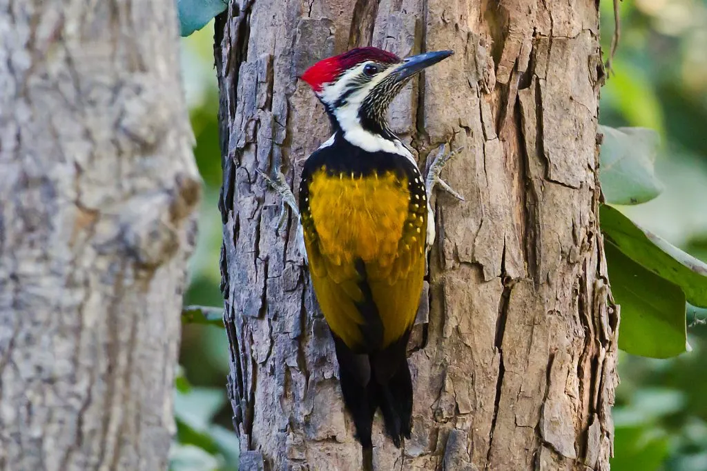 Black Rumped Flameback Wookpecker