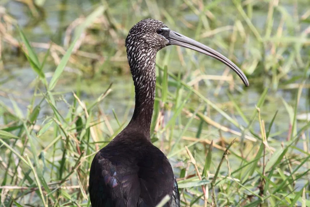 Glossy Ibis
