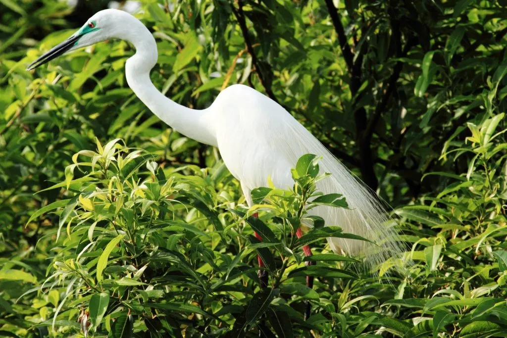 Greater Egret (Breeding)