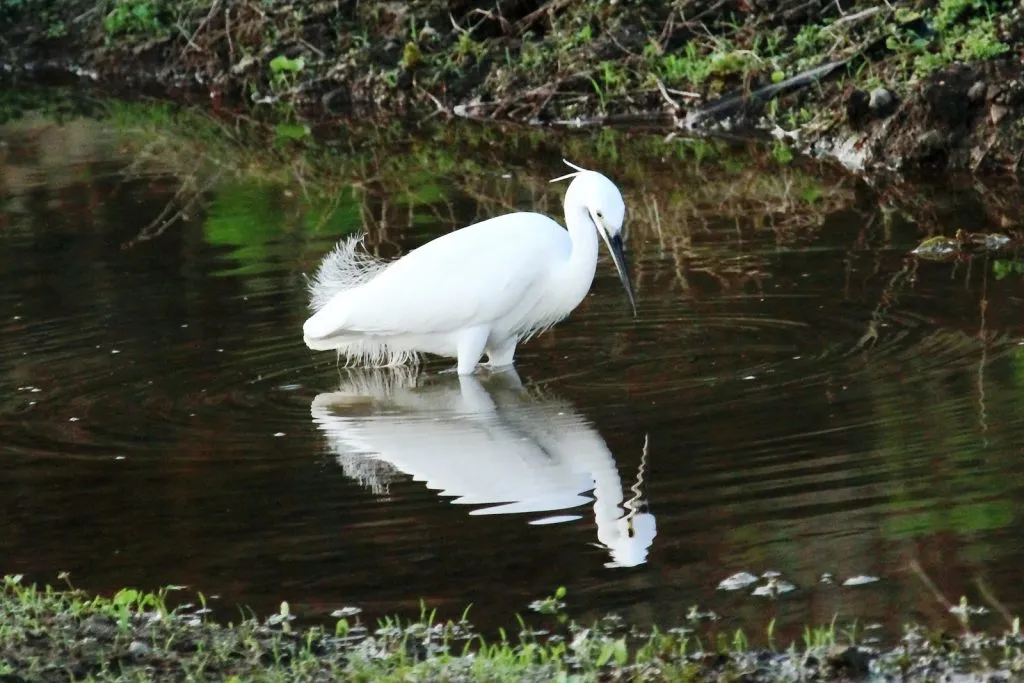 Median Egret