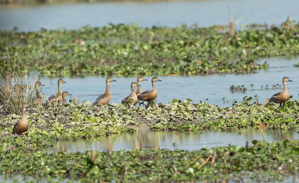 2015 Aug. Shade &#x26; future of birds- (29)