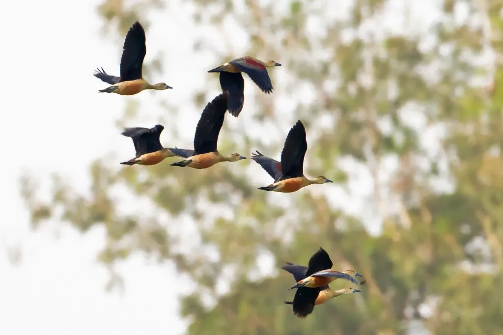2015 Aug. Shade &#x26; future of birds- (15)