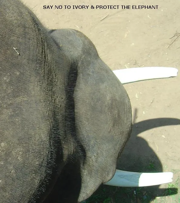 say-no-to-ivory---elephant_2624306951_o