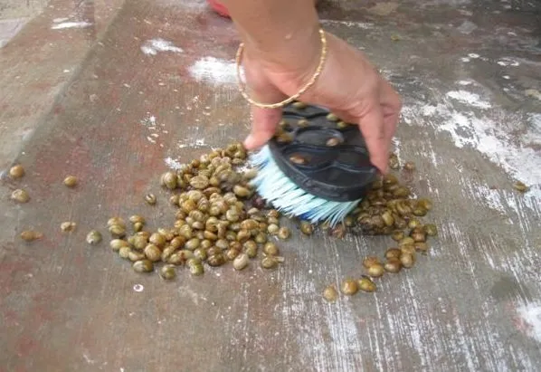 scrub-civit-beans