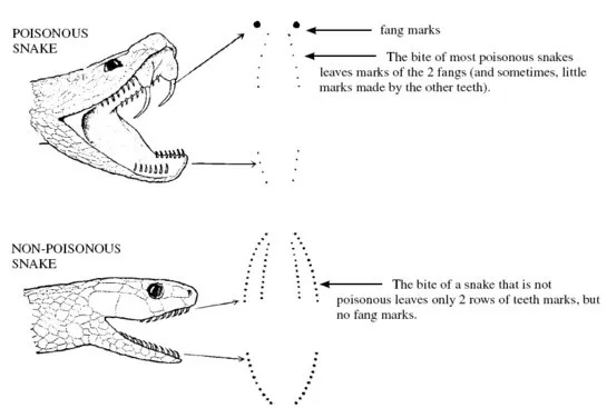 snake-bite