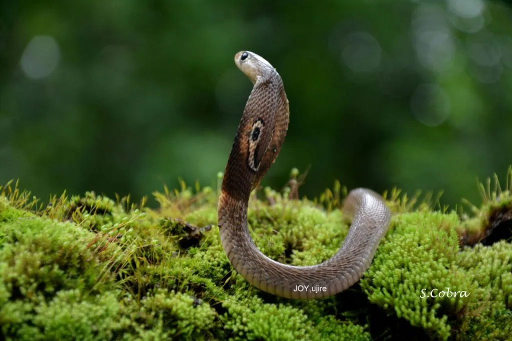 spectacled-cobra-slide-1