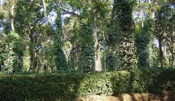 typical_plantation