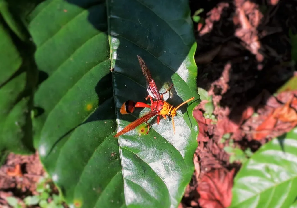 wasp-2