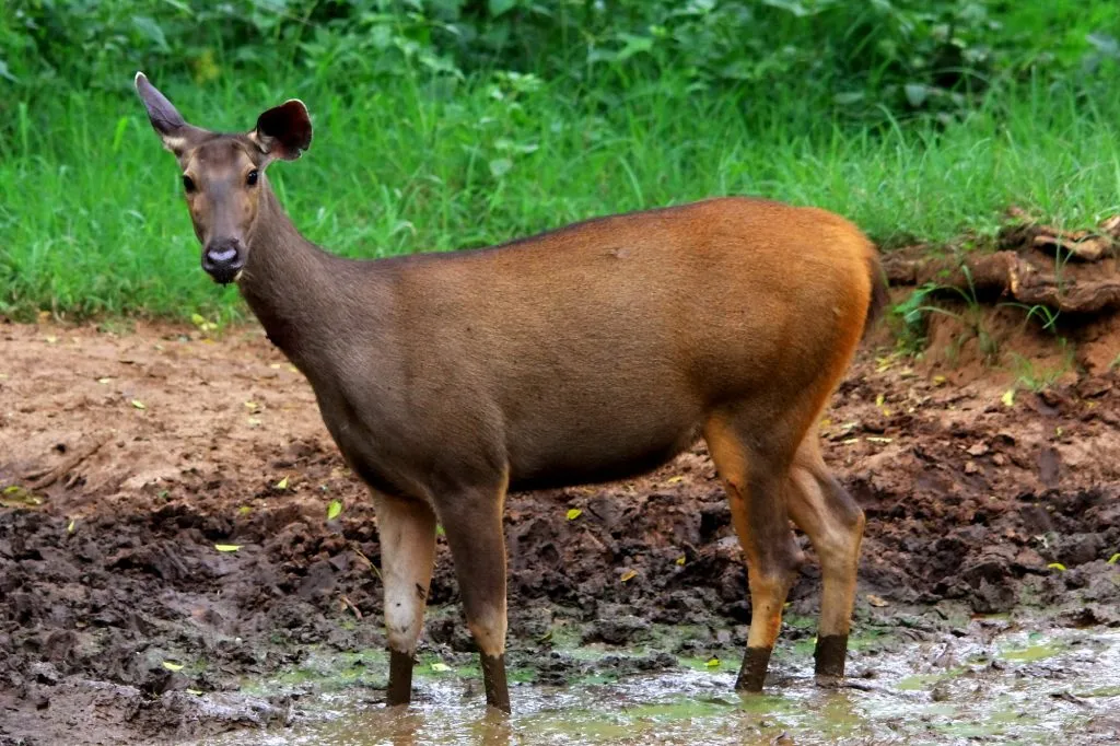 wildlife-10_6127324431_o