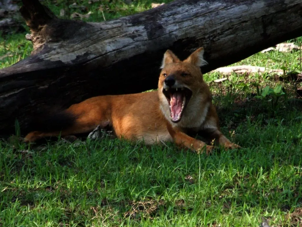 wildlife-12_6127872066_o