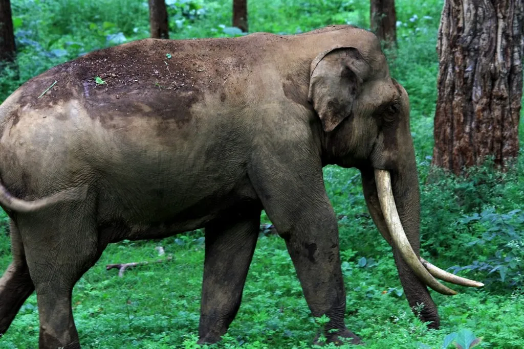 wildlife-13_6127872830_o