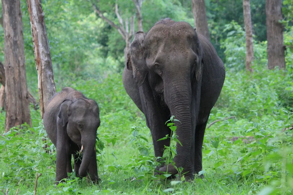 wildlife-14_6127873870_o