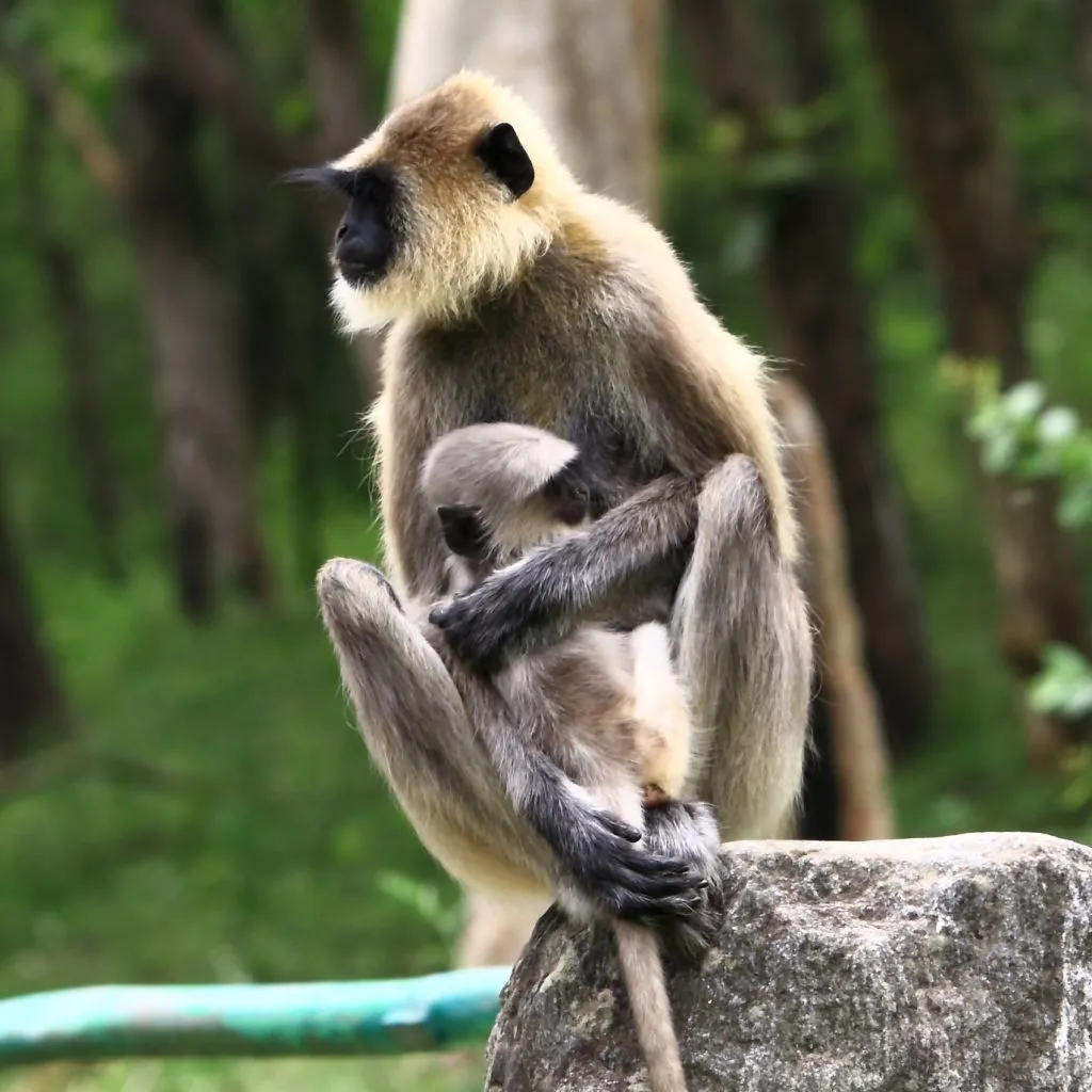 wildlife-15_6127325575_o