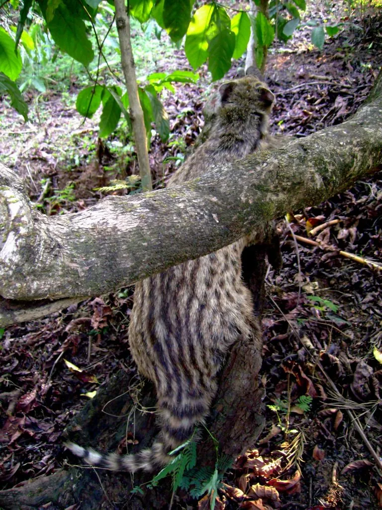 wildlife-17_6127872536_o