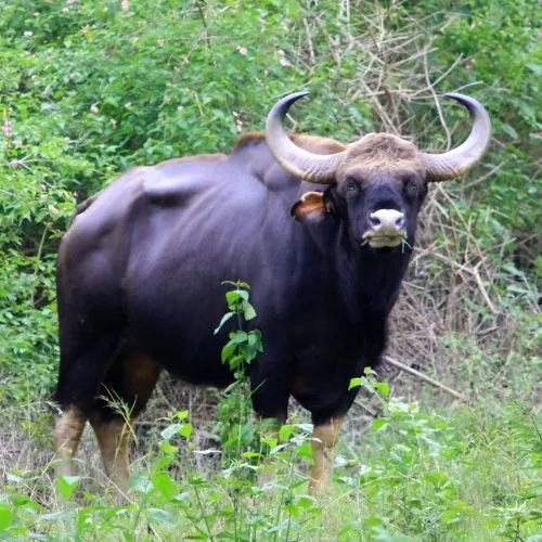 wildlife-19