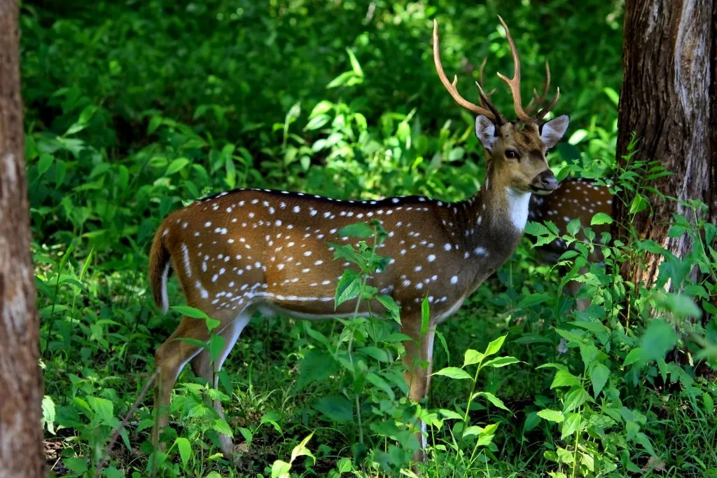 wildlife-22_6127873070_o