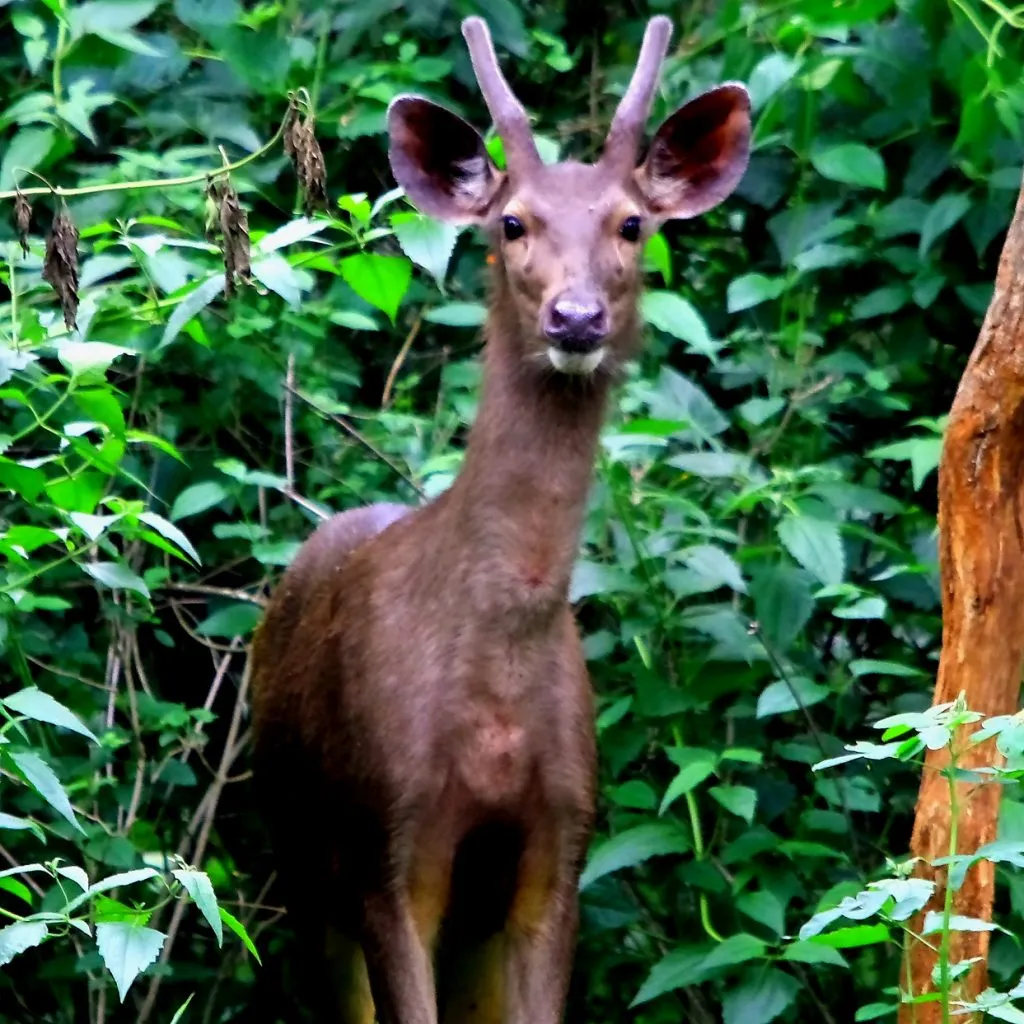 wildlife-23_6127324121_o