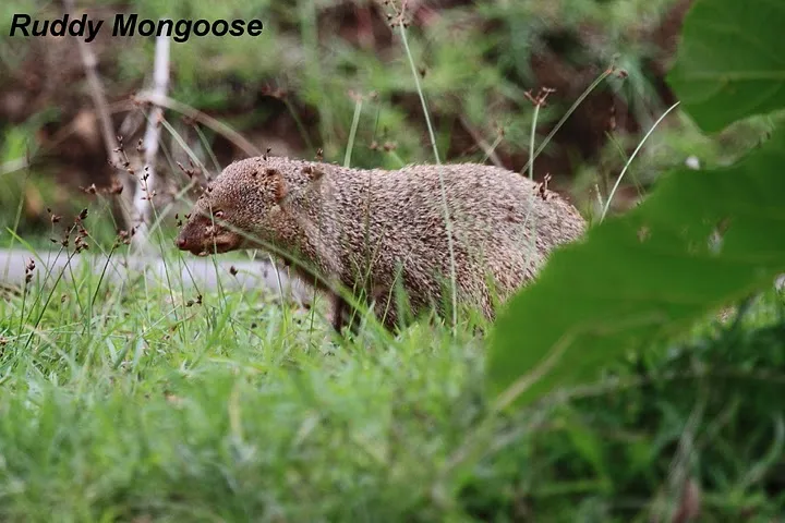 wildlife-24_6127326433_o