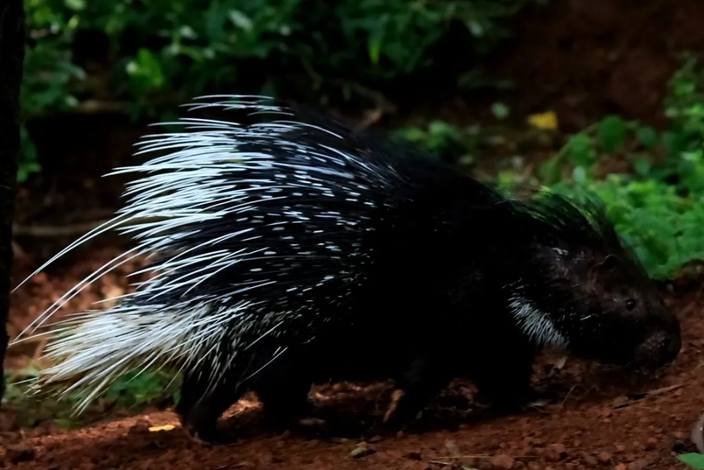 wildlife-26_6127326021_o