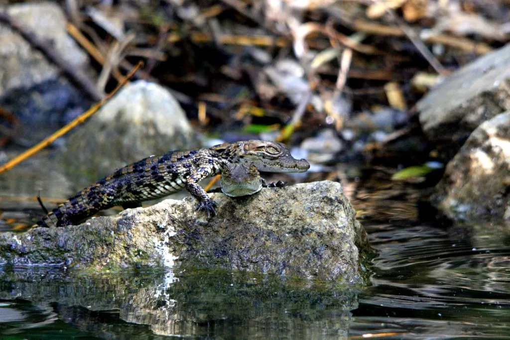 wildlife-29_6127325885_o