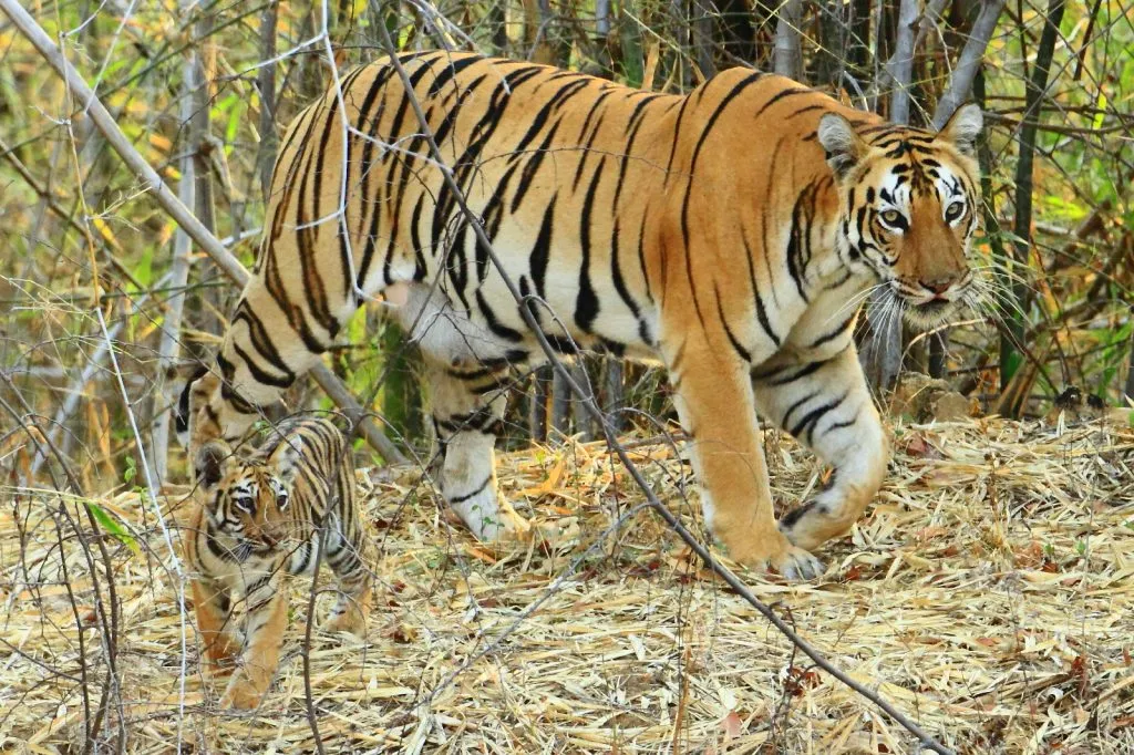 wildlife-3_6127326375_o