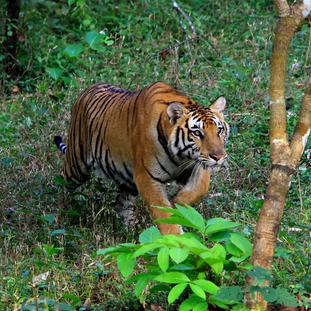 wildlife-4_6127873270_o