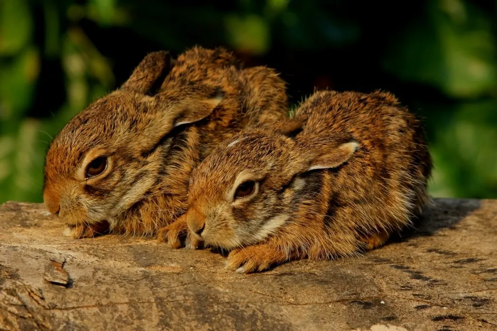 wildlife-5_6127325137_o