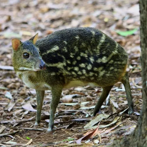 wildlife-7