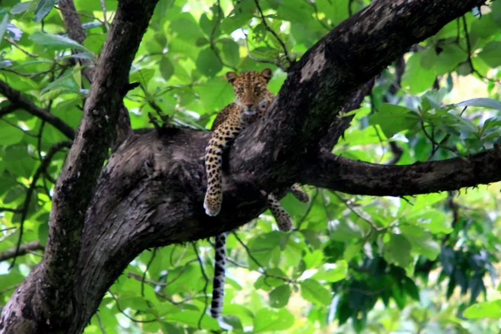 wildlife-8_6127872732_o